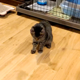 遊んでます！の画像