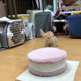 ミルキー編。の画像