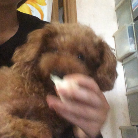 キャベツの画像