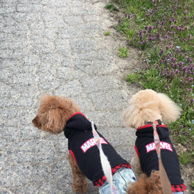 散歩中その2の画像