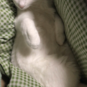 有袋類？の画像