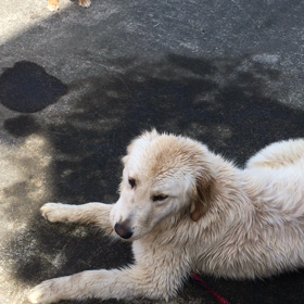 お食事中②の画像