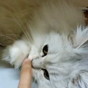 さぶちゃんの画像