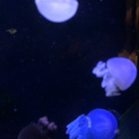 癒される？の画像