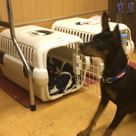 さぁ、自分で入れるかな？の画像