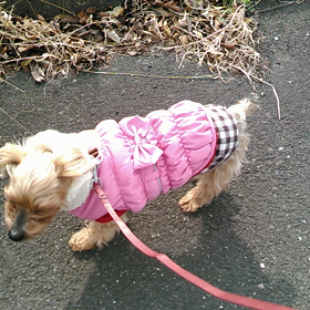 お散歩、パエちゃんの画像