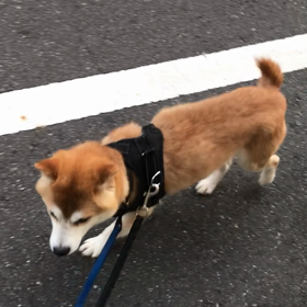 石橋を叩いて渡るタイプの画像