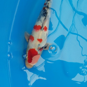 ももももんすた～　その2の画像