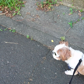 朝のお散歩の画像