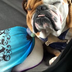 drowsy spring drive 〜 睡魔の画像