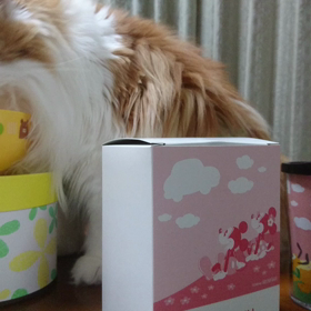 美味しい～✴夕ご飯だにゃんの画像