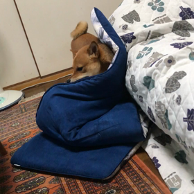 やんちゃなレオの画像