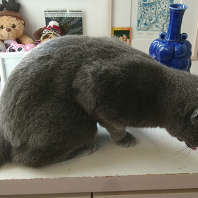 ジュニアのゴロゴロ動画 ☆音が出ますの画像