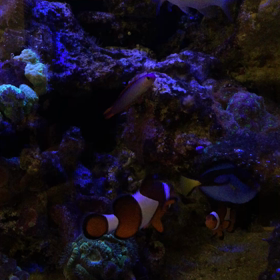 天然の珊瑚がいるオフィスの画像