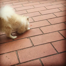 めちゃ元気の画像