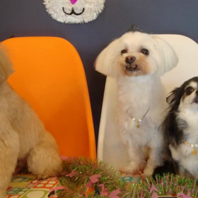 シャンプー＆泥パックの画像