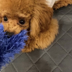 宇野樹君インスタストーリーより　最後は持ってきたの画像