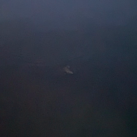 昨日からイカ釣りの画像