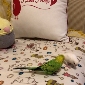 ぽてぽて♩の画像