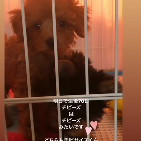 みんなチビーズ~ヾ(๑╹◡╹)ﾉ♡の画像