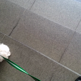 サーラの何げないお散歩の画像