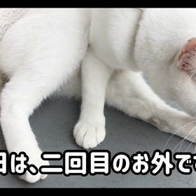 今日のテンの画像