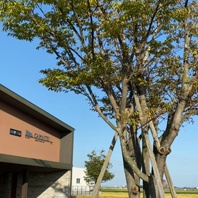 CARINTEI周辺♡の画像