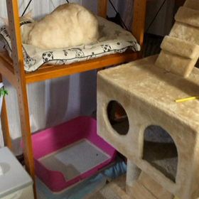 子猫が来てからトラちゃん♀がずっと鳴いてての画像