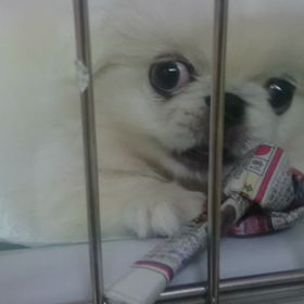 はなちゃんお泊まり(^-^)/の画像