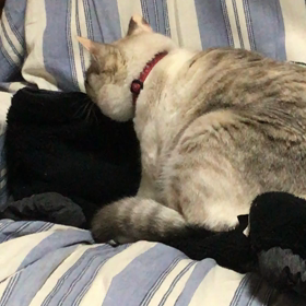 もふもふの画像