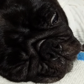 恐怖ラム寝の画像