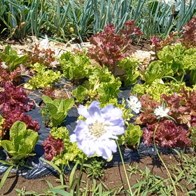 紫の花は何という花ですか？の画像