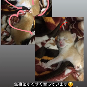 里親さん決定いたしました♡♡の画像