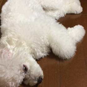 しろめでぴくぴく。の画像