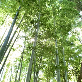 竹林の画像