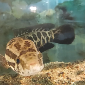 ライギョ好きな人への画像