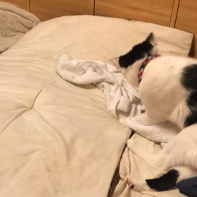 狙いすぎだじぇ、てんしんさんの画像