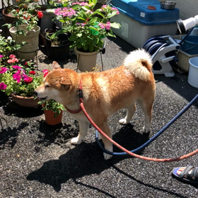 テンの水浴び！！！の画像