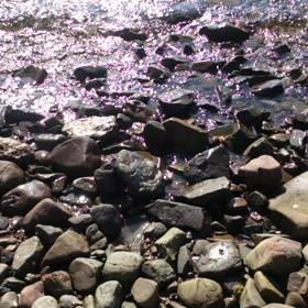 海のたにしの画像