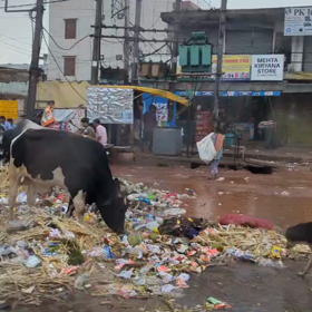 インド【動画あり】の画像