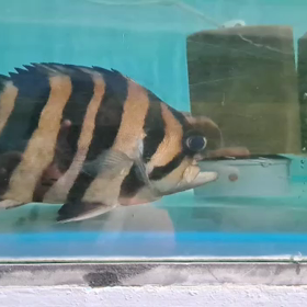 おもしろダトニオ！の画像