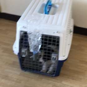 宮城に行く子 と販売中の子犬の画像