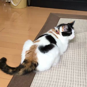 息が荒いかなの画像