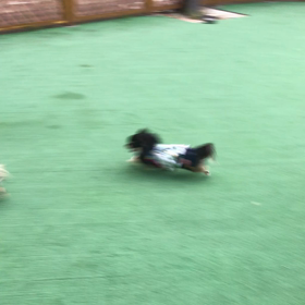 しつけ教室③の画像