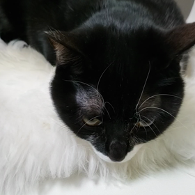 ハイパーミリミリ！！の画像