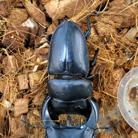 D.ホペイの画像