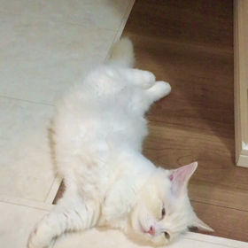 これでも寝てるの画像