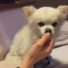 ペロペロ〜の画像