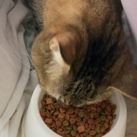 みーちゃんの画像