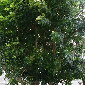 熊本から・・・の画像